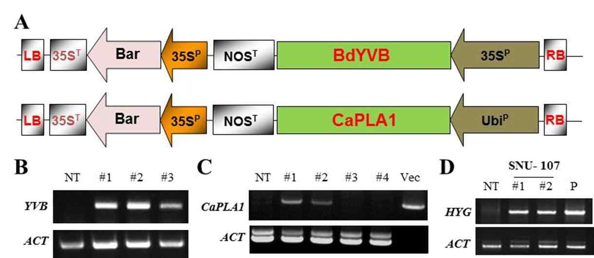 BdVYB 및 CaPLA1 도입 억새 형질전환체 확보.