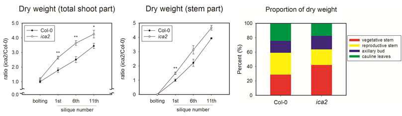 ica2 형질 전환체에서 증가된 바이오매스 축적과 잎과 줄기의 무게 비율 변화