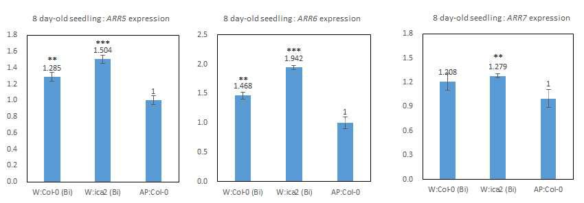 뿌리의 접촉이 차단된 상태에서 ica2 형질전환체와 함께 키운 야생형의 ARR5, 6, 7 발현패턴