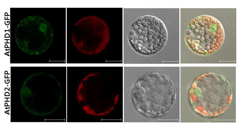 애기장대 PHD homologue 2개, AtPHD1과 AtPHD2는 모두 protoplast 세포 내에서 핵과 세포질에서 발현한다