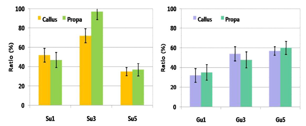 유채 callus 형성 및 생장에 미치는 탄소원의 영향. Callus 형성과 생장에서 모두 3%의 sucrose에서 우수하였음.