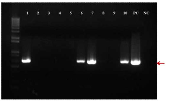 Myb2 벡터를 이용한 유채 형질전환 후보 개체의 PCR 검정결과, 4개 라인에서 벡터특이밴드가 확인되었음. PC; positive control (plasmid DNA), NC; negative control(wild type).