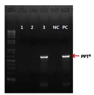 CKI1 벡터를 이용한 포플러형질전환체의 PCR 검정 결과. PC; positive control (plasmid DNA), NC; negative control(wild type).