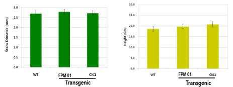 하우스에 순화한지 12일된 식물체 FbP501을 이용한 형질전환체(CKI1)와대조구(FPM01, WT)의 줄기직경과 경장 비교(2010년 08월).