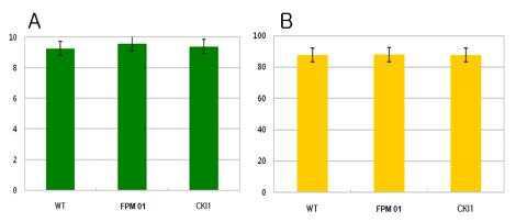 하우스에 순화한지 176일된 식물체 FbP501을 이용한 형질전환체(CKI1)와 대조구(FPM01, WT)의 줄기직경(A)과 경장(B) 비교(2010년 11월).