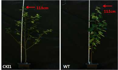 Hardening 후 416일이 지난 FnP501(CKI1) 형질전환체와 WT 식물체의 표현형을 비교한 결과, CKI1식물체의 가지 수가 WT 식물체보다 증가 된 것을 확인하였음.