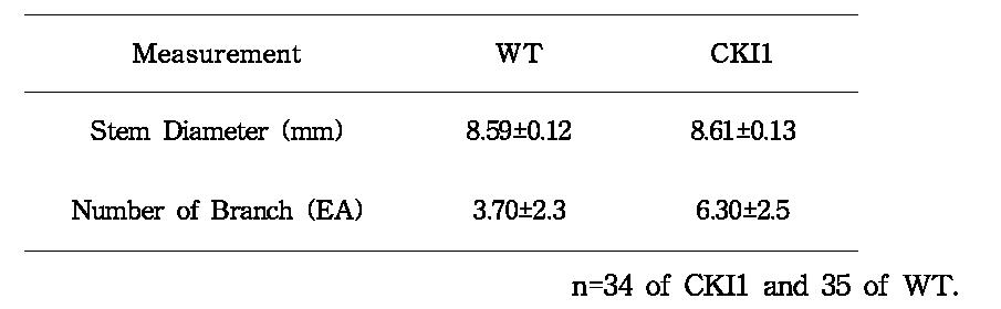 FnP501(CKI1)과 WT 포플러의 지름과 가지 수 비교