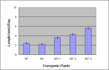 FnP501(CKI1)과 507라인들에 길이 생육을 측정한 결과, FnP507 형질전환체의 길이 생육이 우수하여 지속적인 생육특성을 분석하여 바이오매스 증대용 후보라인을 선발하였음