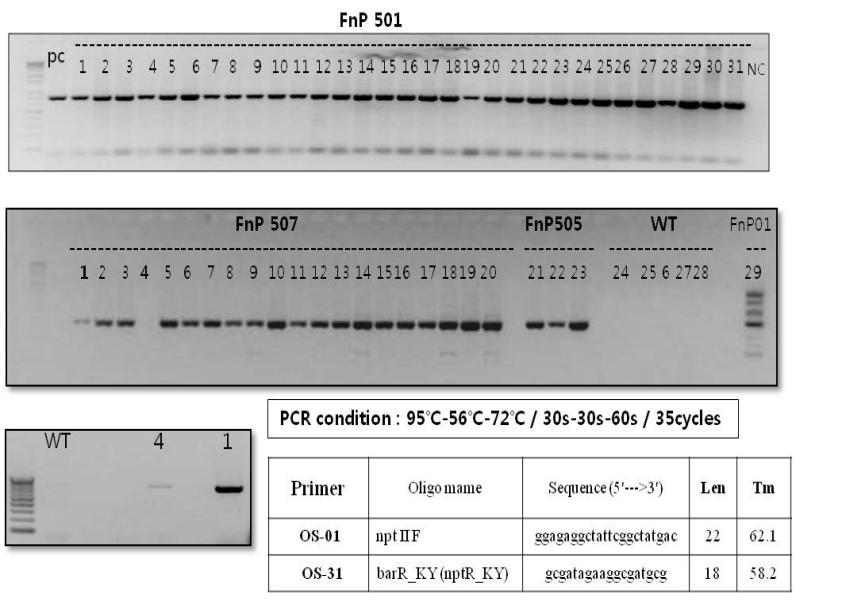 FnP501(31개체), FnP505(3개체), FnP507(20개체)에 대한 분자생물학적 분석으로 벡터특이 primer를 이용하여 PCR 분석