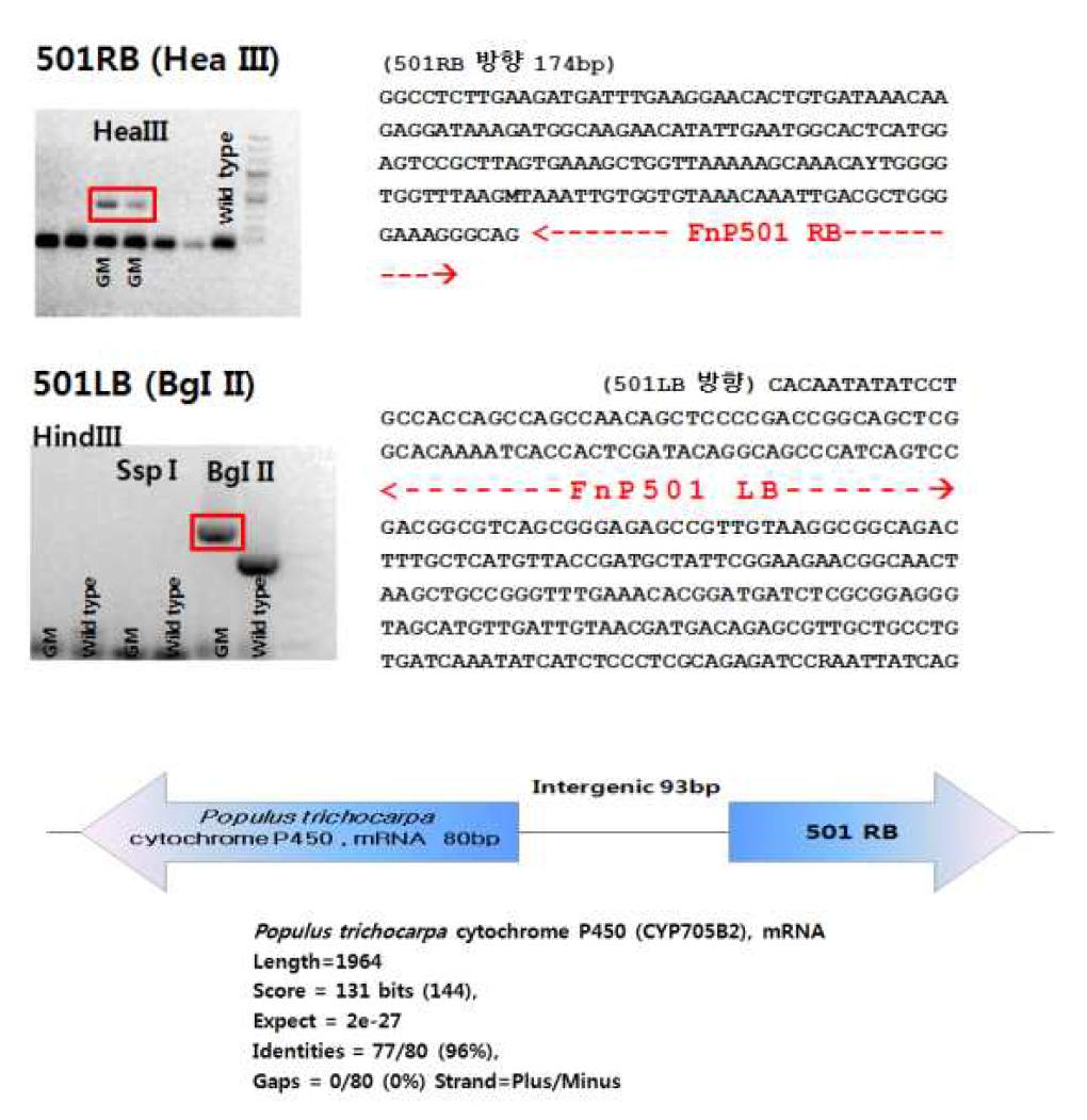 CKI1(501) 유전자 형질전환 포플러의 insertion site 확인 및 주변 염기서열 분석.