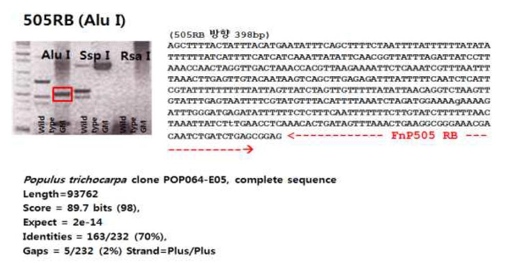 C. annuum putative U-box protein(CaPUB1, 505) 유전자 형질전환 포플러의 insertion site 확인 및 주변 염기서열 분석