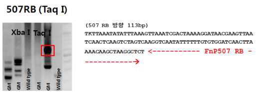 Rab GTPase(RabG3b, 507) 유전자 형질전환 포플러의 insertion site 확인 및 주변 염기서열 분석.