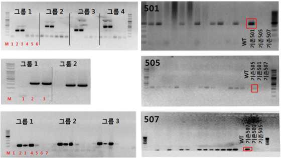 형질전환 벡터와 genomic DNA specific primer 조합(붉은색)을 이용한 형질전환체 검정 및 발현 확인. 벡터 특이 primer 조합(왼쪽) 및 형질전환체 검정 결과(오른쪽).