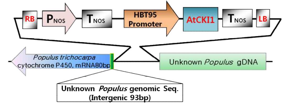 CKI1(501) 유전자 형질전환 포플러의 insertion site 주변 염기서열 분석 결과를 이용하여 형질전환체의 유전자 도입을 나타낸 모식도