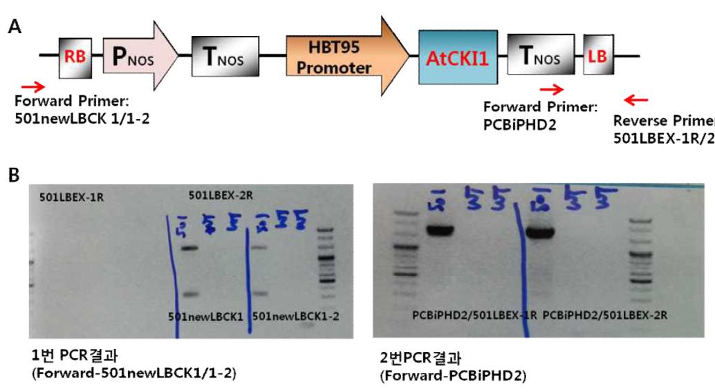 형질전환 포플러의 insertion site 주변 염기서열과 도입 유전자를 이용한 primer 제작 (A)과 이를 이용한 PCR 결과(B).