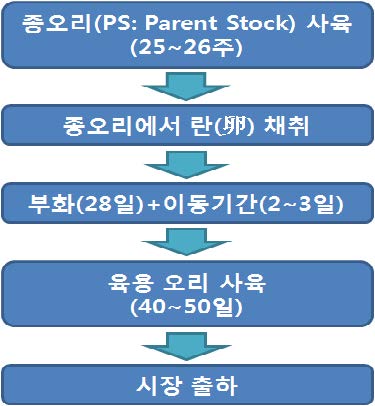 그림 2-1. 육용 오리 생산 주기