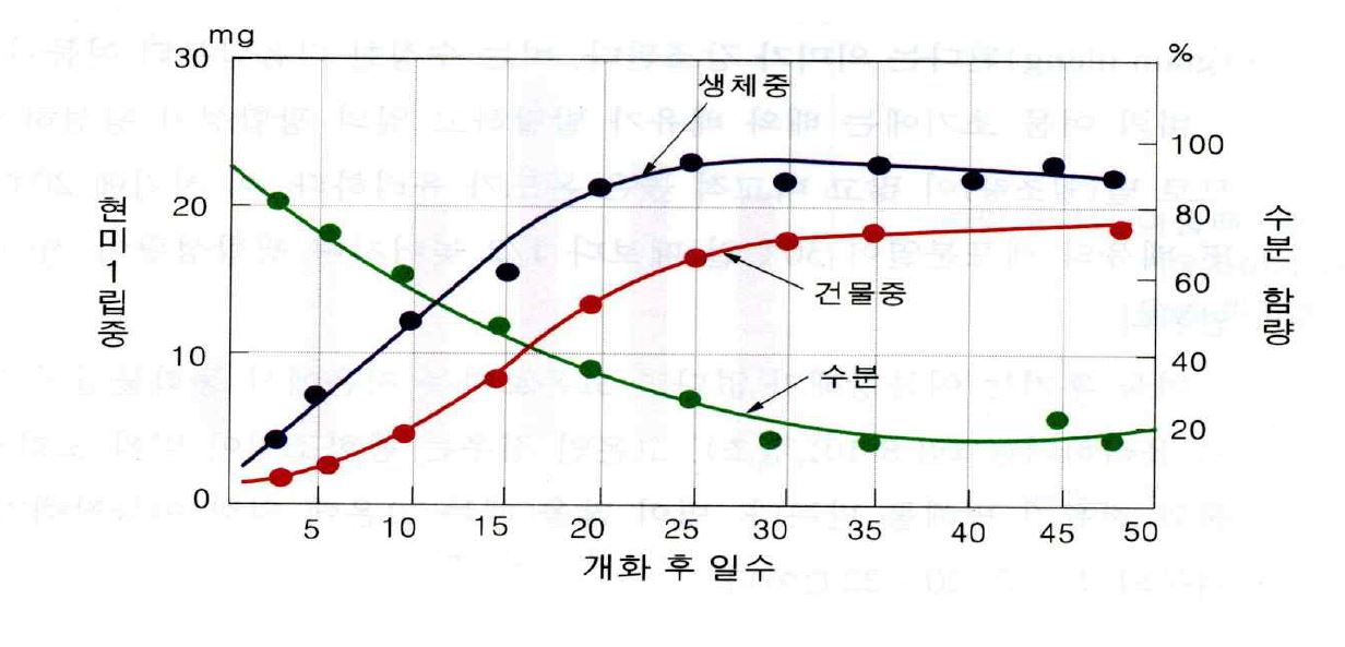 그림 3-2. 등숙기 현미의 입중과 수분함량 변화