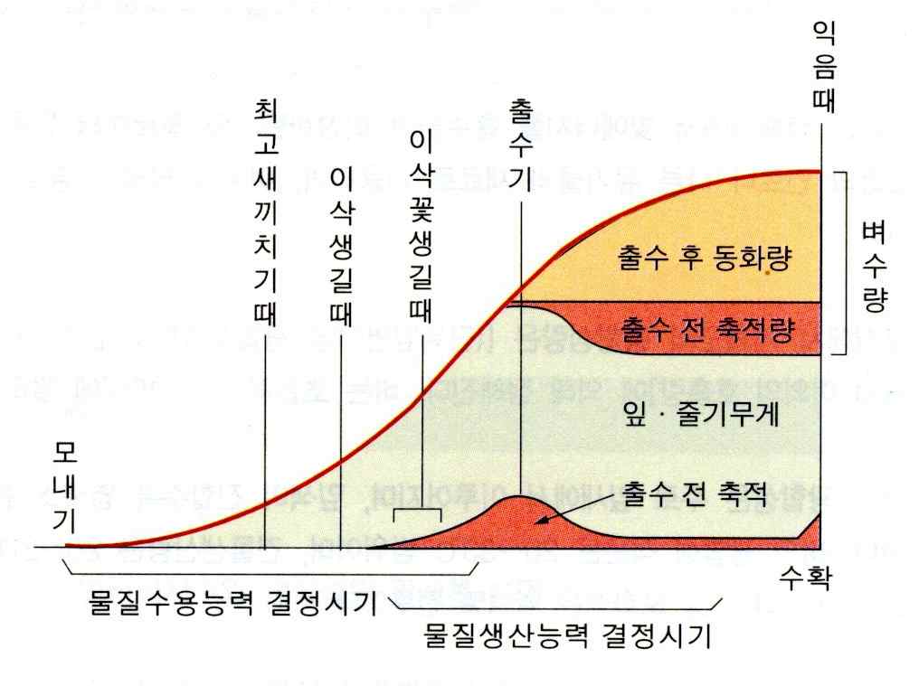 그림 3-4. 벼의 생육과정과 수량의 생산과정