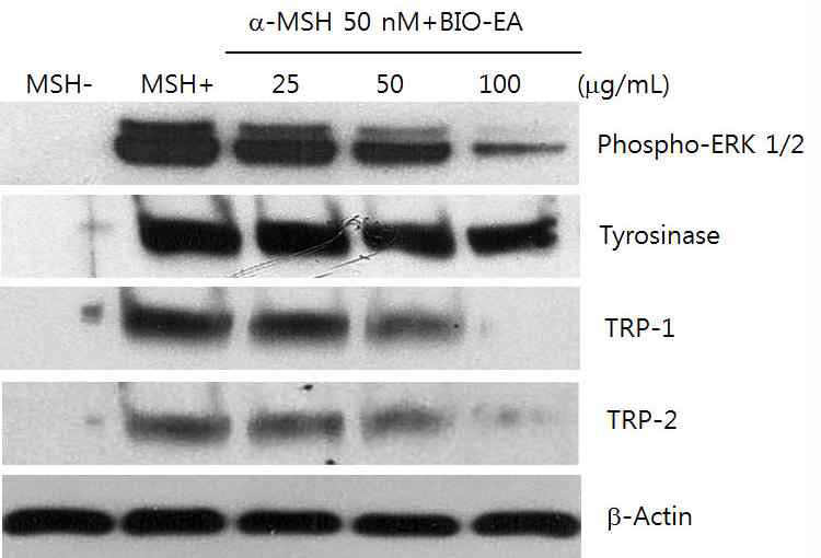 백합뿌리 에틸아세테이트 분획물의 농도별 phospho-ERK, Tyrosinase, TRP-1, TRP-2 단백질 발현 억제 효과