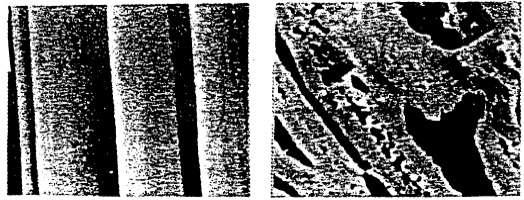 Scanning electron microscophy of ACF and ACG