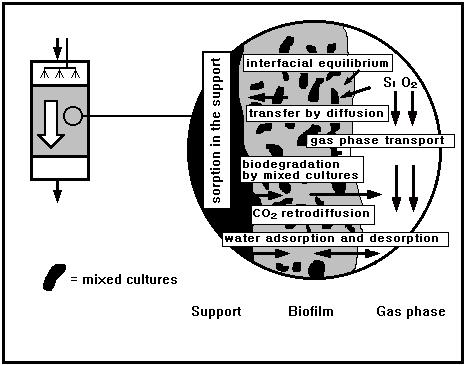 Biofilter system 내부에서의 VOC 분해 메카니즘