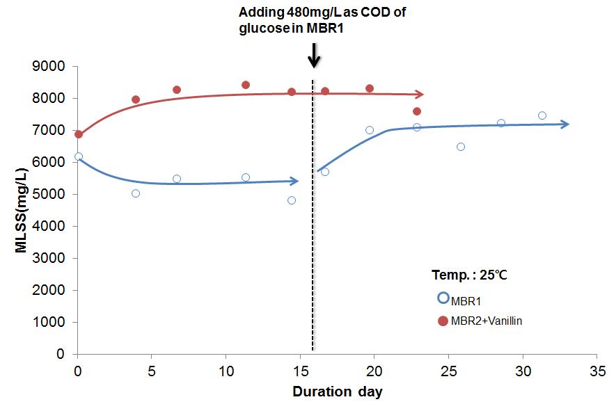 MBR운전 동안 양쪽 반응기의 MLSS 측정결과