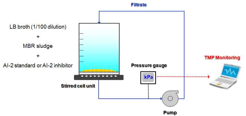 AI-2신호물질과 분리막 생물막 오염의 상관관계를 알기위한 실험 시스템