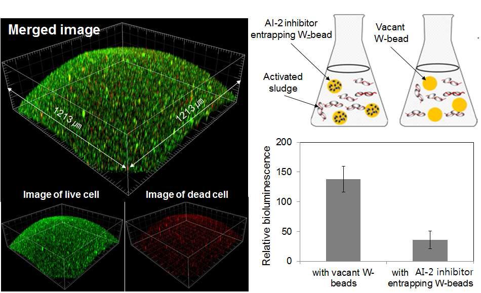 A 균주의 W-bead고정화 Live/dead cell CLSM 이미지 및 활성 슬러지 내부에서 AI-2 정족수 감지 억제 정도 확인