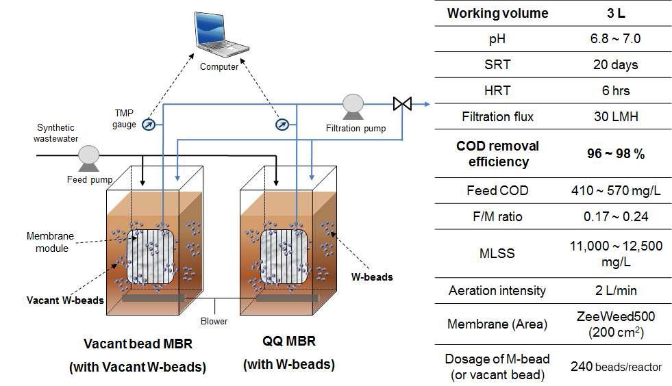 A 균주의 W-bead MBR운전조건