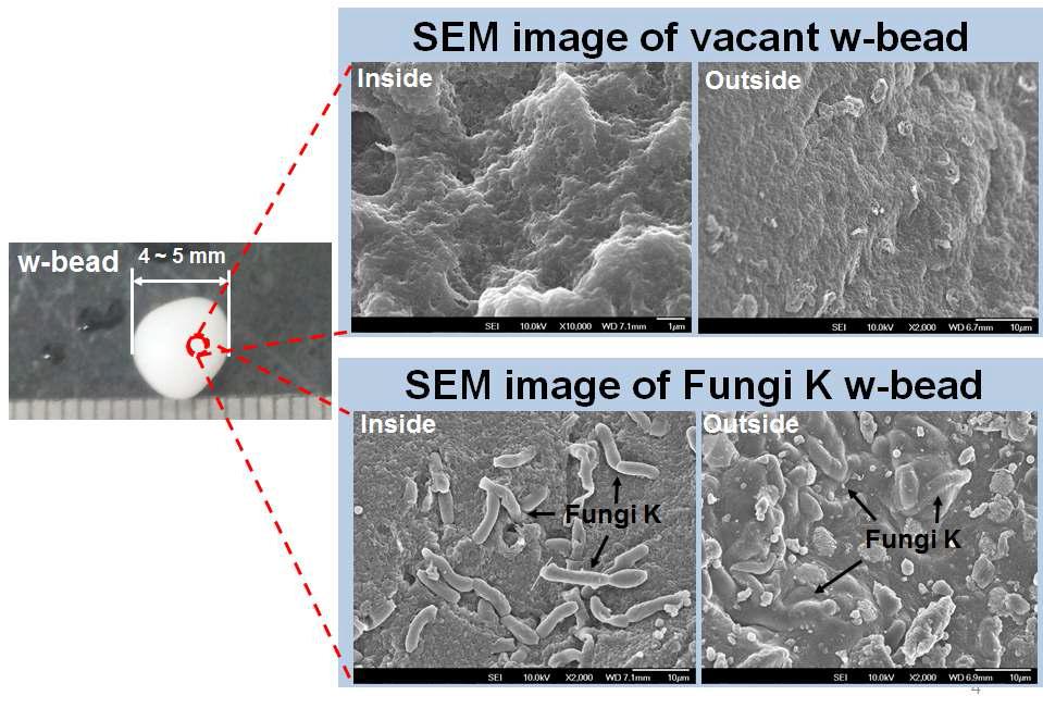 W-bead에 고정화된 Fungi K의 SEM 이미지