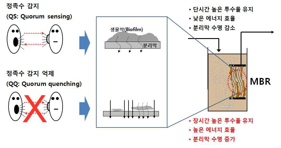 정족수 감지 억제 기술을 이용한 생물막 오염 저감 방법