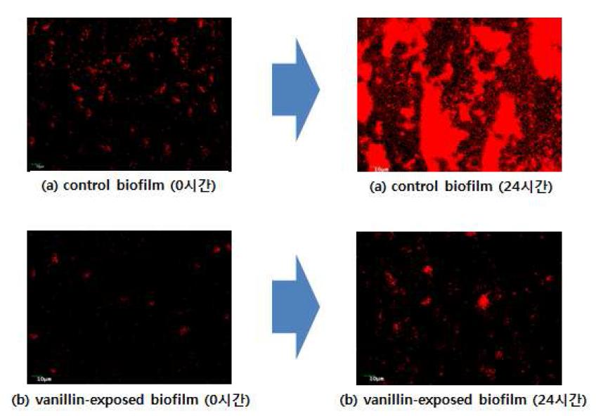 Vanillin주입 후 생물막 형성(Red: 빨간색) 억제 결과