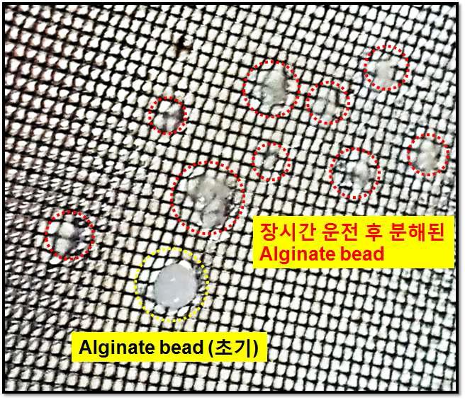 Alginate Bead의 문제점