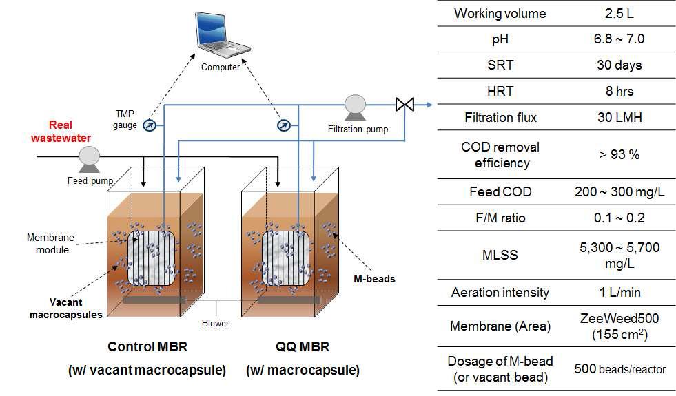 M-bead 평가를 위한 MBR 운전 조건