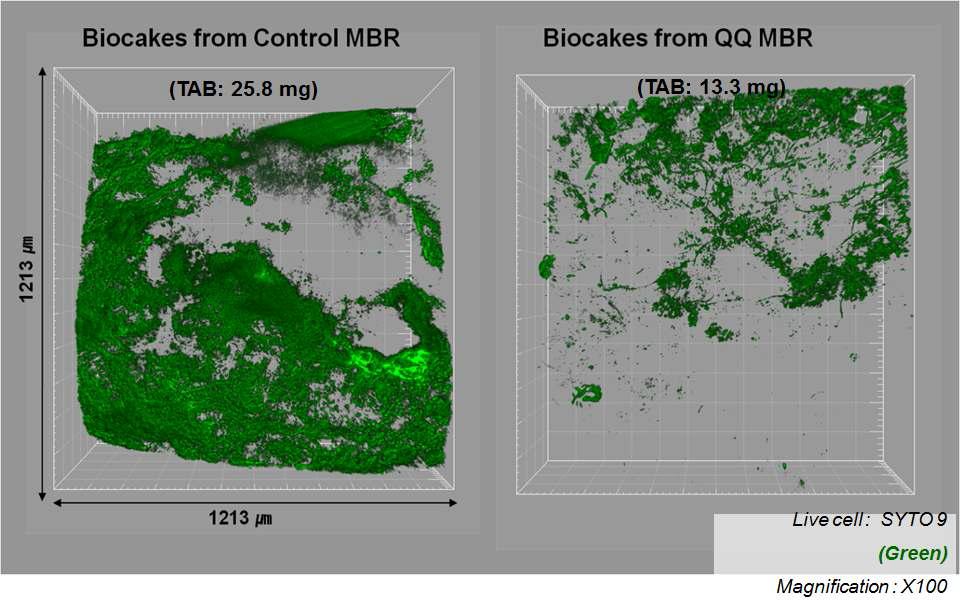 2nd Cycle에서의 Control 반응기와 M-bead 반응기의 분리막 위의 biofilm CLSM 이미지