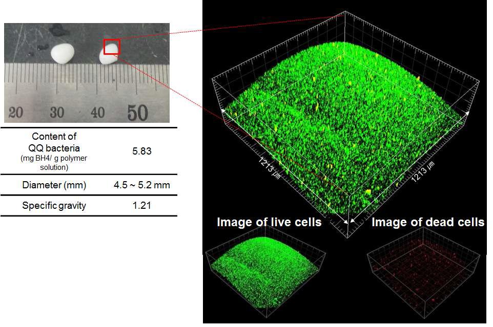 W-bead의 크기와 W-bead에 고정된 정족수 감지 억제 미생물의 Live/Dead cell CLSM 이미지