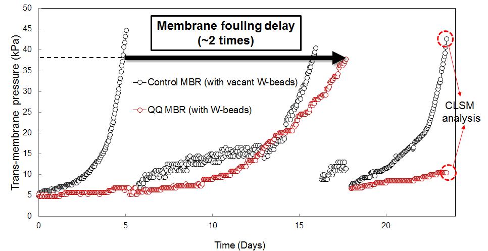 정족수 감지 억제 미생물이 고정된 W-bead의 막간 차압(TMP) 변화