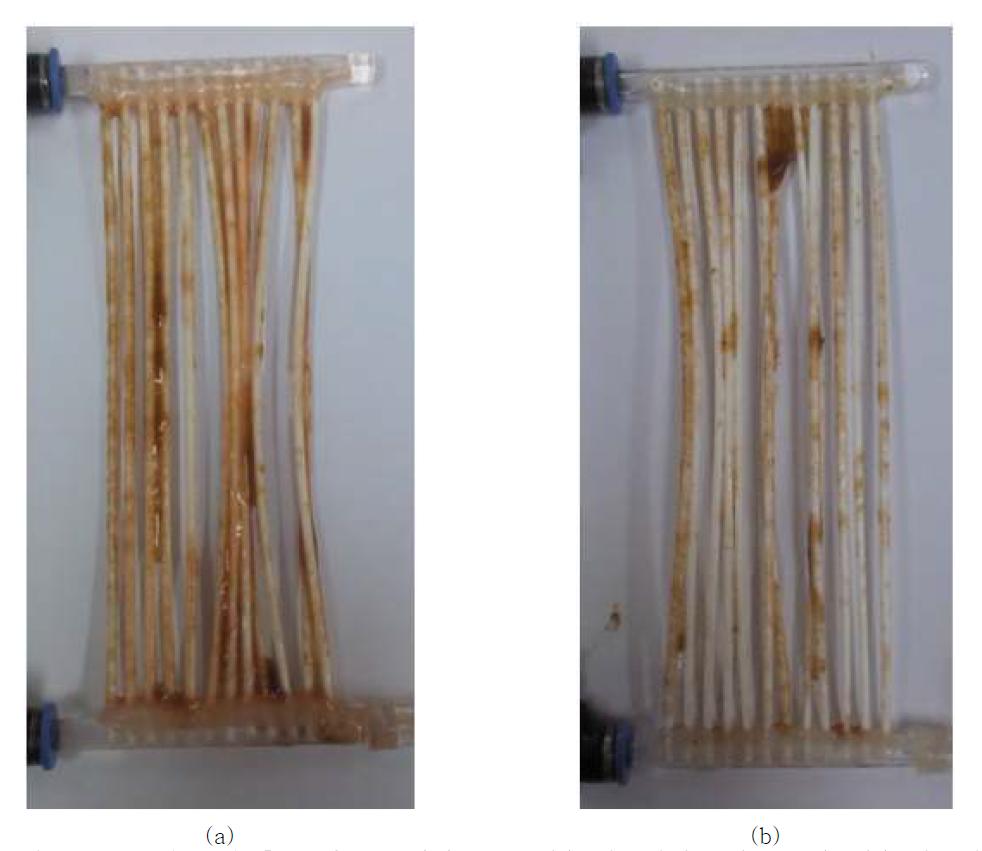 H단계 운전 후 오염된 분리막 표면: (a) 대조실험군 (no QQ), (b) 비교실험군 (QQ MBR).