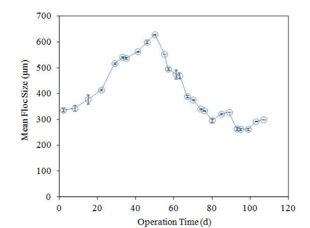 신규 활성슬러지 주입 후 시간에 따른 평균 미생물 플럭 크기 변화