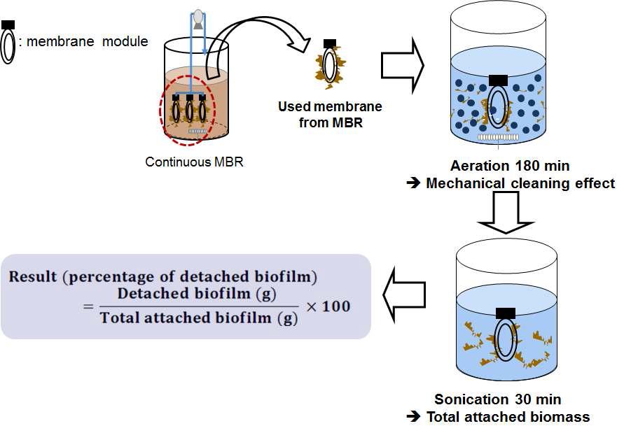 회분식 반응기에서 생물막 탈리 실험방법