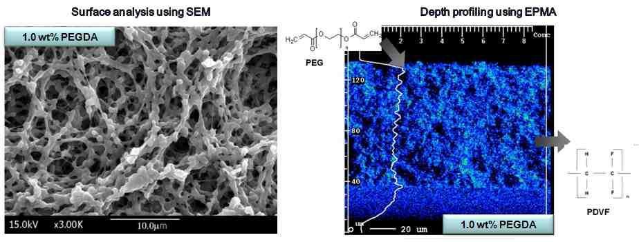 친수성으로 균일하게 코팅된 분리막의 표면 및 내부 분석 결과(1.0 wt% PEGDA 샘플)