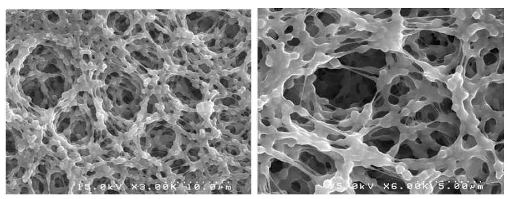 상업용 친수성 PVDF 분리막의 표면 SEM 사진