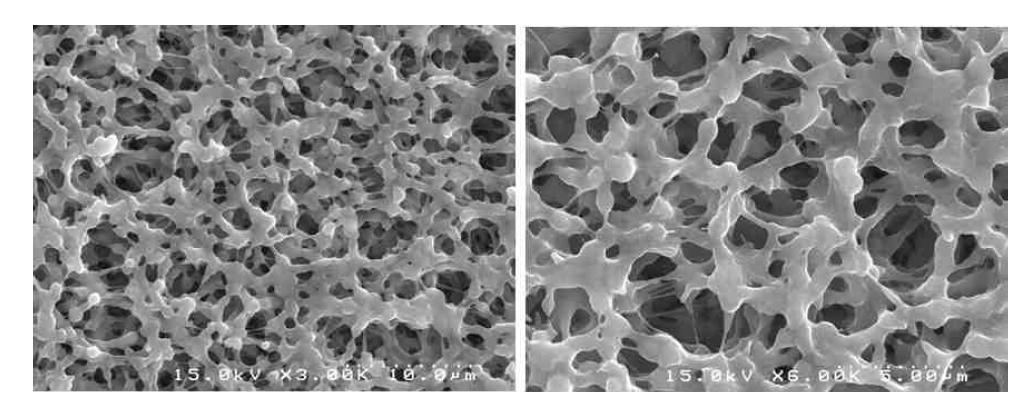 수중 플라즈마 처리로 친수화 개질된 PVDF 분리막의 표면 SEM 사진