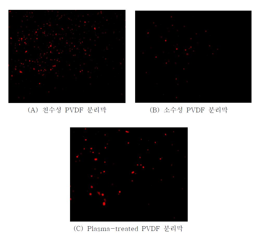 분리막 표면에 부착된 형광 발현 E. coli 사진