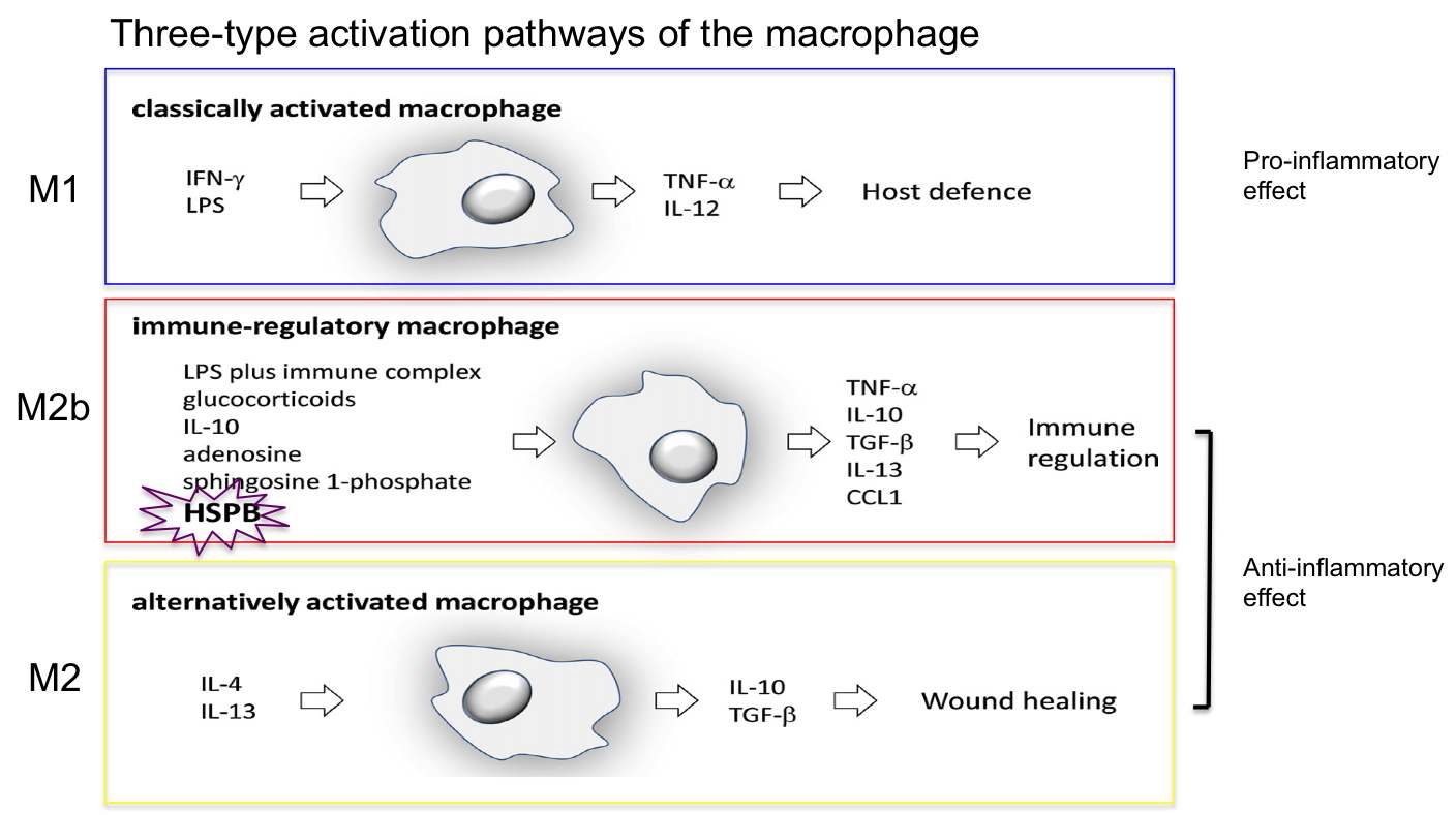 마크로파지의 3가지 활성화 기작및 분비형 열활성단백질의 과민성면역억제 기작
