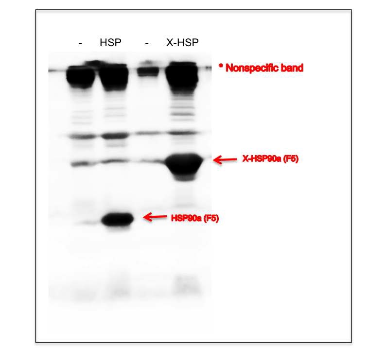 인간 열활성화 단백질 90a 항체를 이용한 재조합 단백질의 확인