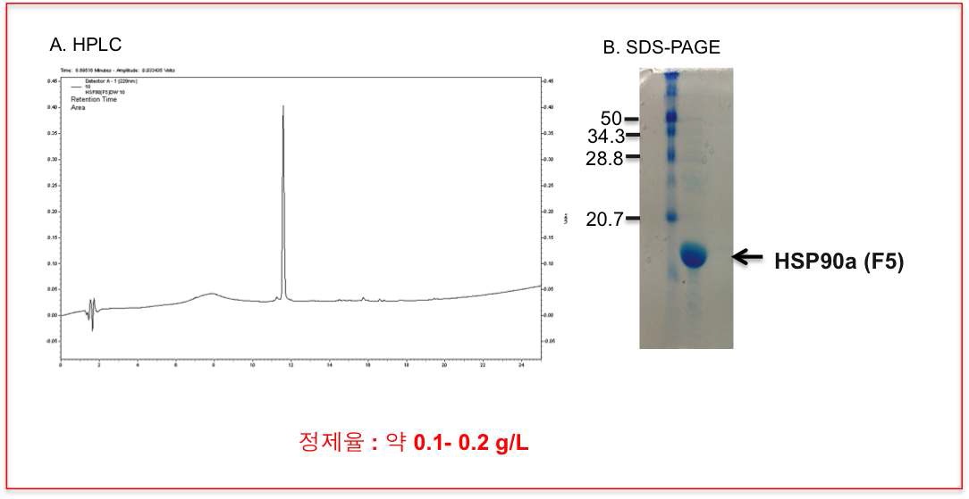 최종 정제된 재조합 인간 열활성화 단백질 90a의 순도 및 정제율