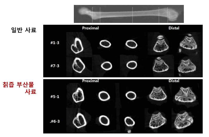 전임상 실험 마우스의 골밀도 형성 확인을 위한 Micro-CT촬영