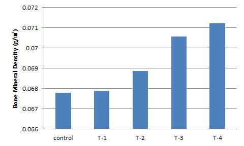 전임상 마우스 BMD(Bone Mineral Density) 결과
