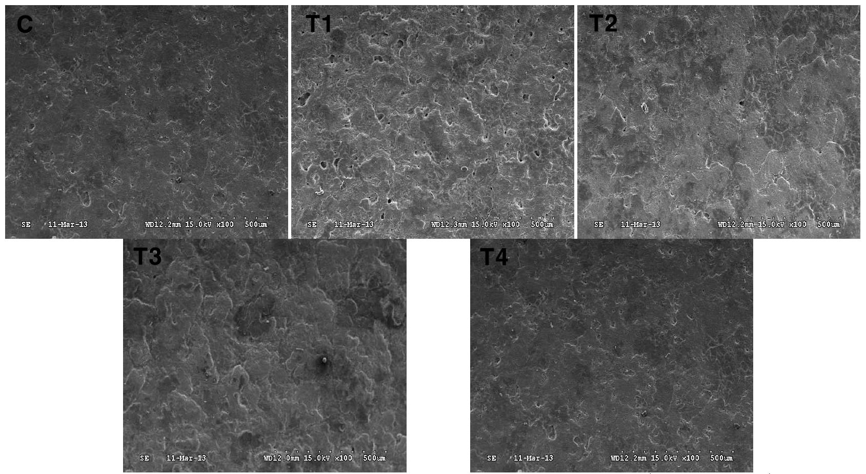 Scanning electronic microscopy micrographs of egg shell surface in laying hens(x100, 5th week)